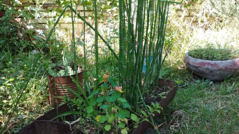 ALQUILER,ALQUILA,CASA,ALTA,GRACIA,BARRIO,NORTE,CERCA,CENTRO